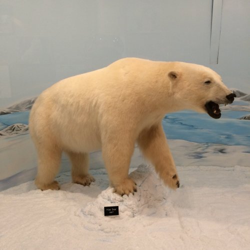 A polar bear standing on a snowy landscape, displayed in a museum setting.