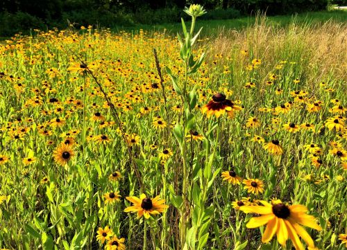 A vibrant field of yellow flowers with green stems and grass under a sunny sky.
