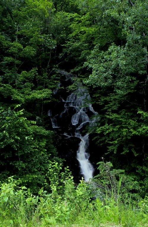 A serene waterfall cascading through lush green foliage in a dense forest.