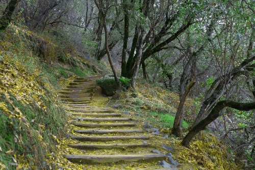 A winding stone staircase surrounded by trees and fallen leaves in a serene forest setting.