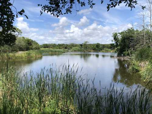 A serene pond surrounded by lush greenery and tall grasses under a partly cloudy sky.