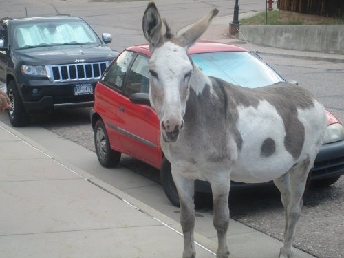 A spotted donkey stands next to a red car parked on a street, with a Jeep in the background.