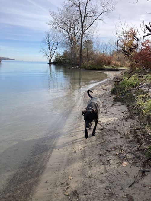 A black dog walks along a sandy shore by a calm lake, surrounded by trees and autumn foliage.