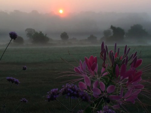 A misty landscape at sunrise, featuring vibrant pink flowers in the foreground and a soft, hazy background.