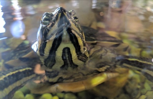 A close-up of a turtle's face partially submerged in water, with clear details of its striped shell and features.