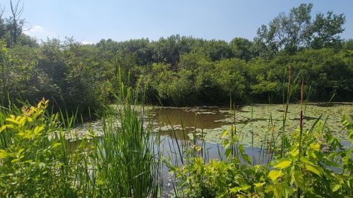 Lush greenery surrounds a calm pond covered with lily pads under a clear blue sky.