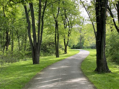 A winding path through a lush green park, lined with tall trees and bright foliage under a clear sky.