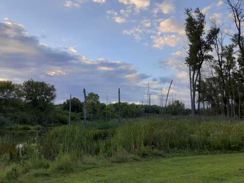 A serene wetland scene with tall grasses, trees, and a cloudy sky reflecting the tranquility of nature.