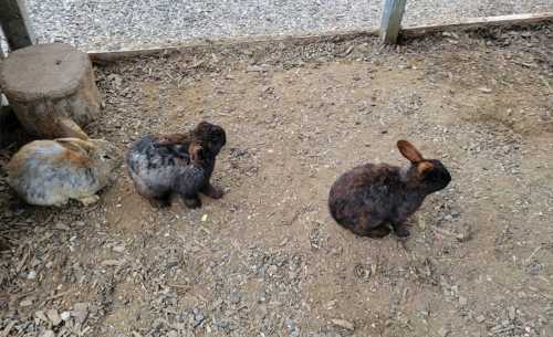 Three rabbits of different colors sitting on the ground in a sandy enclosure.