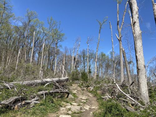 A rocky trail winds through a forest with fallen trees and sparse greenery under a clear blue sky.