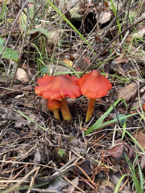 Two vibrant orange mushrooms growing among dry leaves and grass in a forested area.