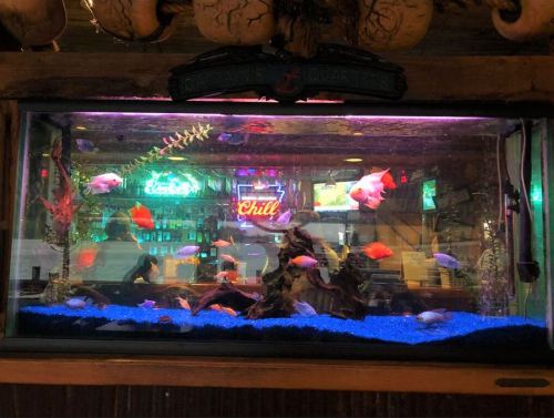 A vibrant aquarium filled with colorful fish swimming among plants and rocks, illuminated by soft lighting.