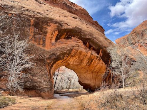 A large natural rock arch in a desert landscape, surrounded by dry trees and red sandstone cliffs under a blue sky.