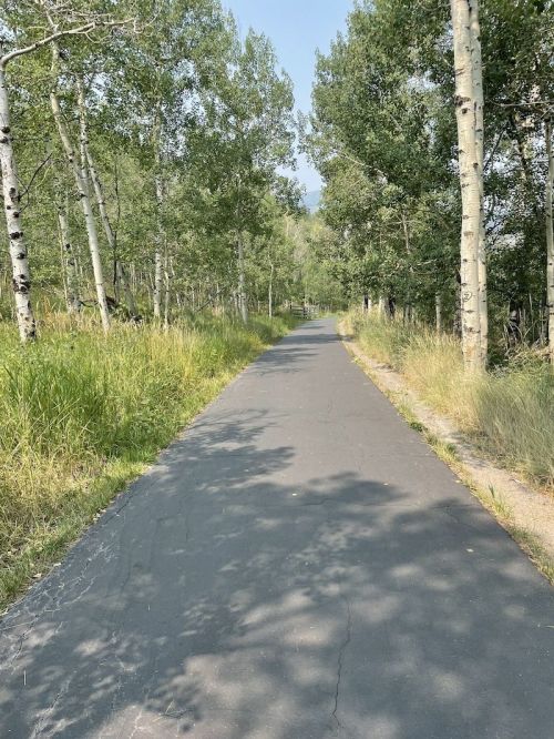 A paved path winds through a forest of tall trees and lush grass under a clear blue sky.