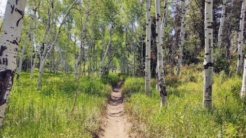 A narrow dirt path winds through a lush green forest of tall aspen trees under bright sunlight.
