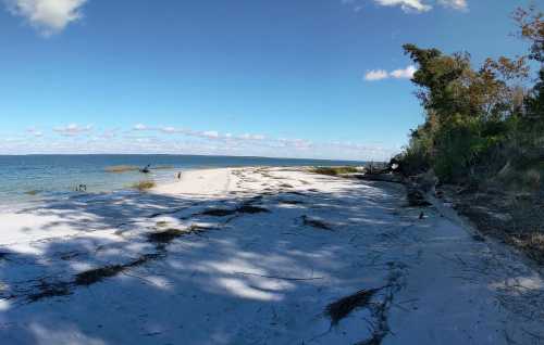 A serene beach scene with white sand, gentle waves, and scattered vegetation under a clear blue sky.