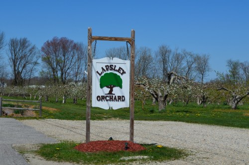 Sign for Lapsley Orchard with trees and a clear blue sky in the background, surrounded by an orchard landscape.