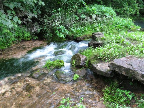 A serene stream flows over rocks, surrounded by lush greenery and plants, creating a peaceful natural scene.