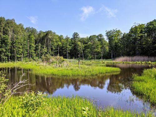 A serene wetland scene with lush green grass, calm water, and trees under a clear blue sky.