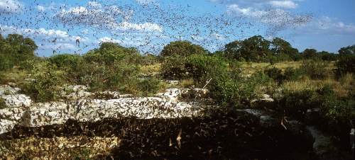 A swarm of insects flies over a rocky landscape with trees and blue sky in the background.