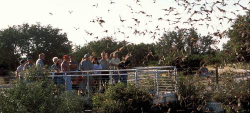 A group of people watches a swarm of bats flying from a bridge surrounded by trees and greenery.