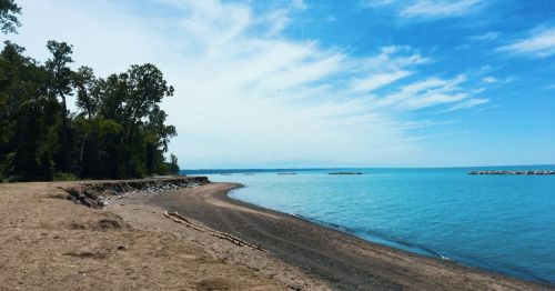 A serene beach scene with a sandy shore, calm blue water, and trees lining the coast under a clear sky.