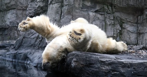 A polar bear lounging on a rocky ledge, playfully stretching its paws over the edge near the water.