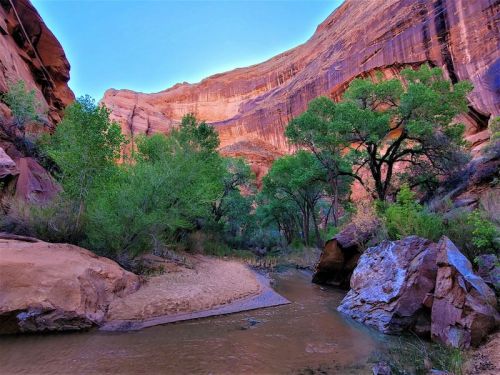 A serene canyon scene with vibrant rock formations, lush trees, and a winding stream under a clear blue sky.