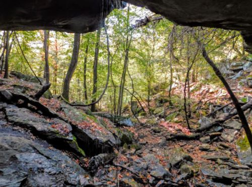 A serene forest scene viewed from a rocky overhang, with trees and fallen leaves in a tranquil setting.