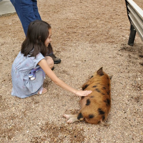 A child gently pets a small pig in a sandy area, with a person in blue jeans nearby.