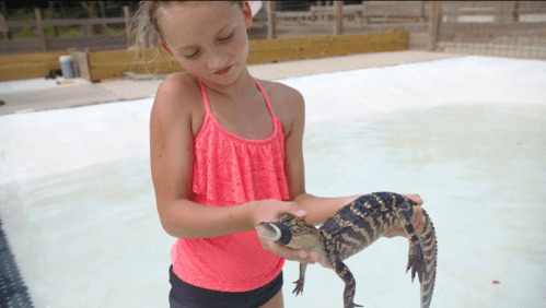 A young girl in a pink top holds a small alligator in a shallow pool.