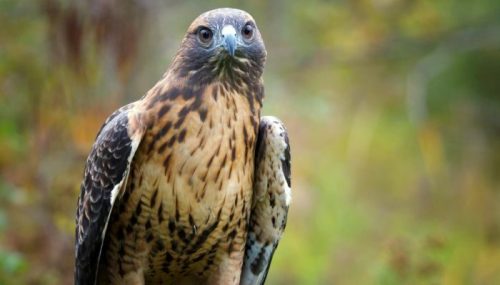A close-up of a hawk with a mottled brown and cream plumage, set against a blurred natural background.