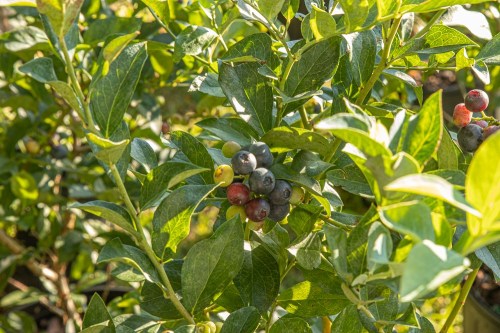Close-up of a blueberry bush with clusters of ripe blueberries among vibrant green leaves.