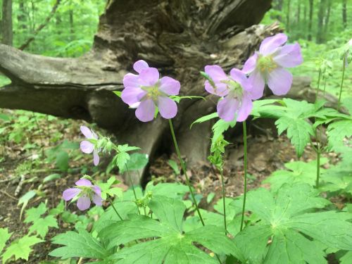 Delicate pink wildflowers bloom in a lush green forest, with a weathered tree stump in the background.