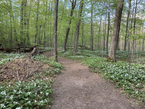 A forest path surrounded by lush green trees and a carpet of white flowers on the ground.