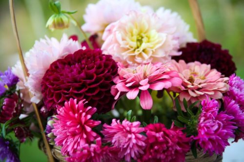 A vibrant basket filled with various colorful flowers, including dahlias, zinnias, and asters in shades of pink and purple.