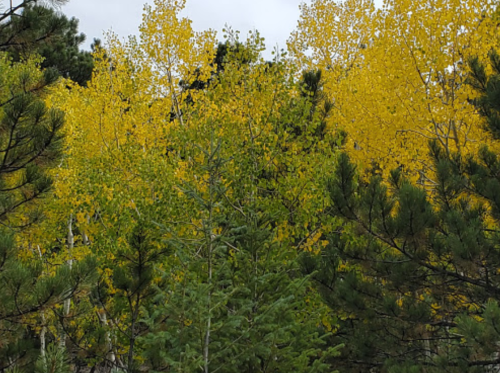 A vibrant display of yellow and green leaves on trees, set against a cloudy sky.