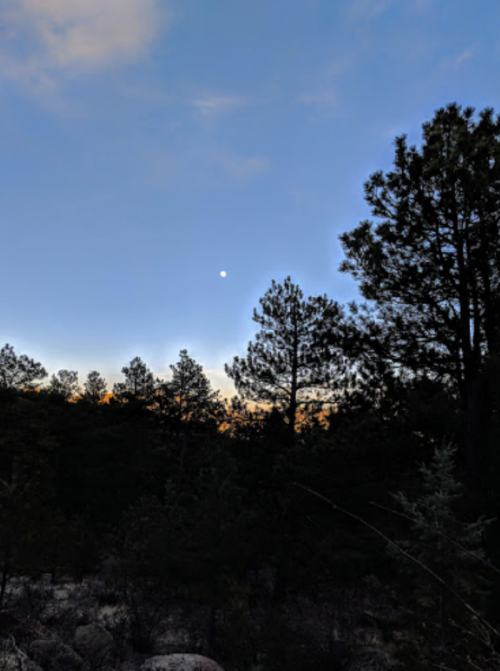 A serene twilight scene with a clear sky, silhouetted trees, and a bright moon rising above the horizon.