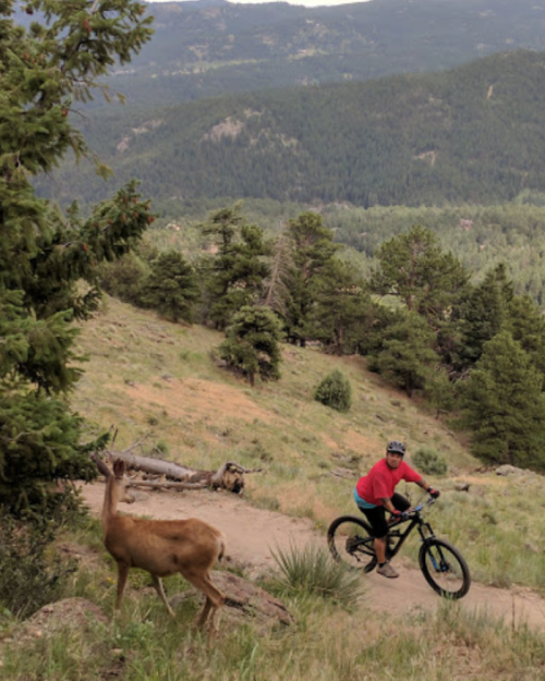 A mountain biker rides on a trail while a deer stands nearby, surrounded by trees and mountains in the background.