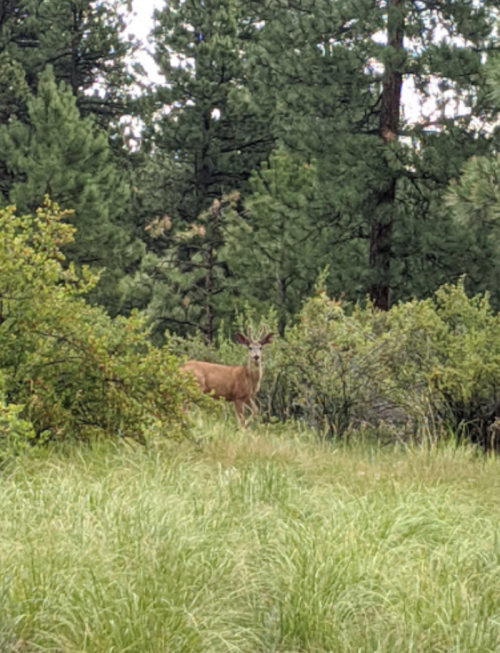 A deer stands among tall grass and trees in a forested area.