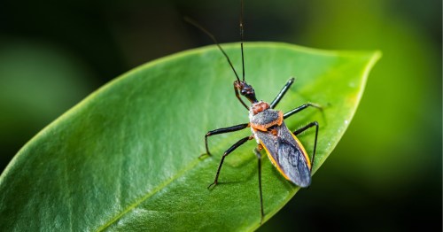 Assassin bug perched on a green leaf.