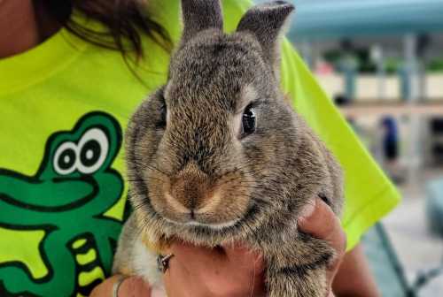 A close-up of a gray rabbit being held by a person in a bright green shirt with a cartoon frog design.