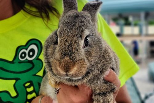 A close-up of a gray rabbit being held by a person in a bright green shirt with a cartoon frog design.