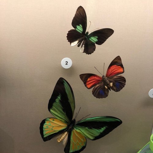 A display of colorful butterflies, featuring vibrant green, orange, and black wings on a neutral background.