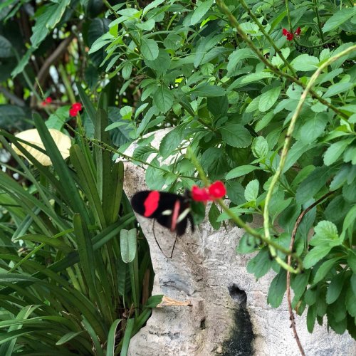 A black and red butterfly perched on green leaves near small red flowers in a lush garden setting.