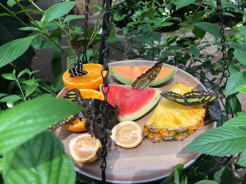 A wooden tray with various fruits surrounded by colorful butterflies in a lush green setting.