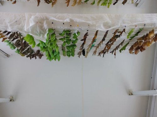 A display of various butterfly chrysalises hanging on a white cloth against a plain background.
