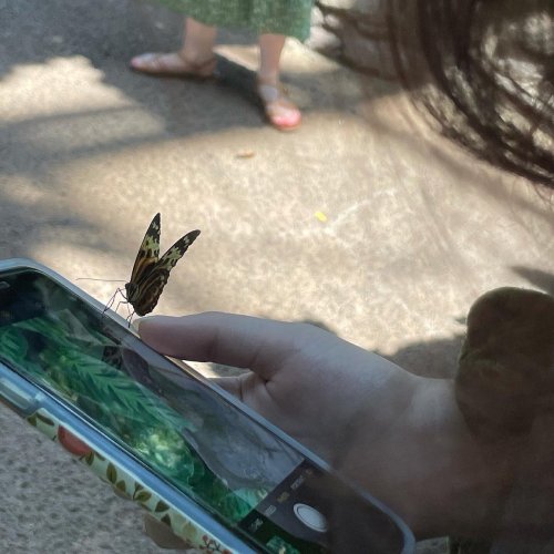 A butterfly perched on a smartphone held by a person, with another person in the background.