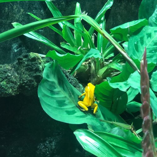 A bright yellow frog sits on a large green leaf surrounded by lush foliage in a tropical setting.
