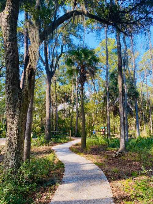 A winding gravel path through a lush forest with tall trees and palm plants under a clear blue sky.